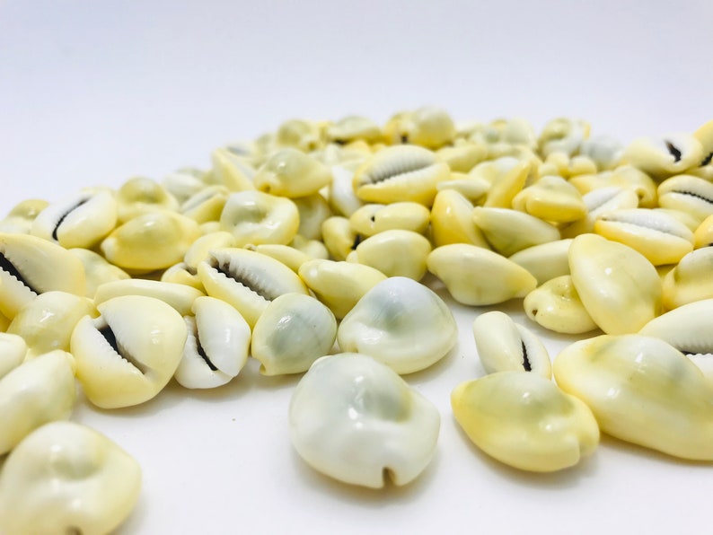 Cowrie shell, cypraea moneta, shell, porcelain, shell bracelet, creative leisure, mosaic, small white shell, yellow shell image 5