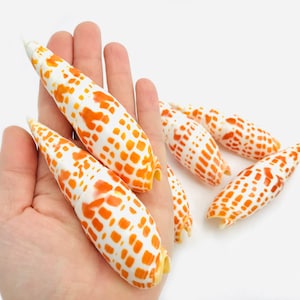 Könnte beinhalten: Eine Sammlung länglicher, konischer Muscheln mit weißer Grundfarbe und einem ausgeprägten, sich wiederholenden orangefarbenen Karomuster oder Fleckenmuster. Die Muscheln haben eine glatte, glänzende Oberfläche und eine spitz zulaufende Form.