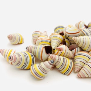 Multicolored shells, liguus virgineus, cabinet of curiosities, mini terrestrial shell, small shell, shell collection