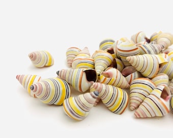 Peut inclure: Un groupe de petits coquillages colorés avec des rayures jaunes, blanches, brunes et roses. Les coquillages sont disposés en tas sur un fond blanc.