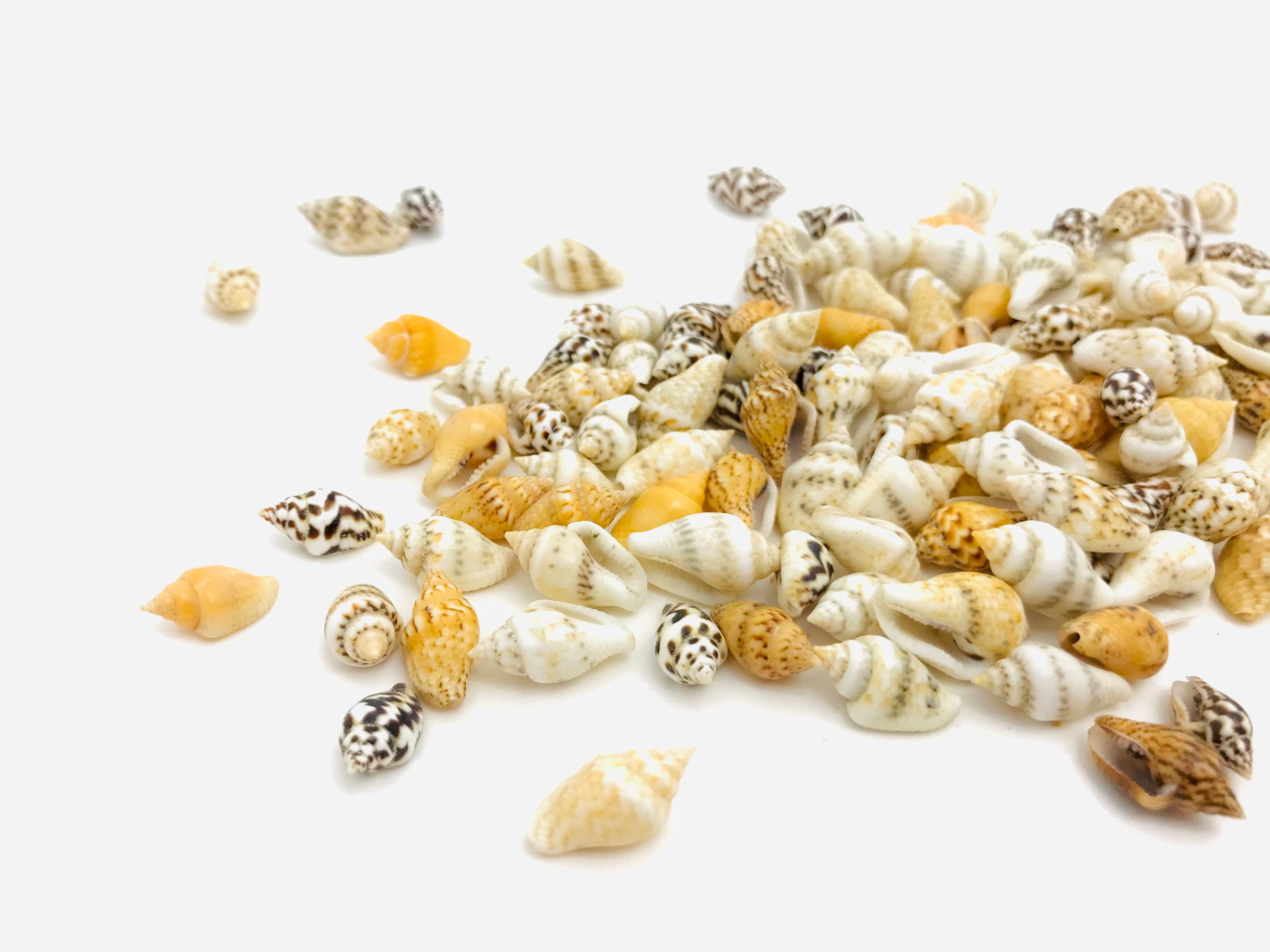 Nassa Shells 1/4cm - 1cm - White Nassa shells - Small Shell Mix - Tiny  Seashells - Crafting Shells - Seashells - Crafts - FREE SHIPPING!
