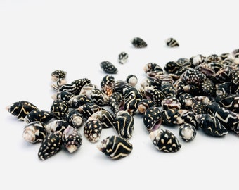 Nassarius columbella, small shell, black shell, striped shell, shell purchase, nassa shell, nassarius, mini shell