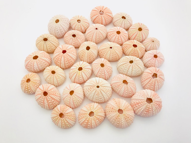 Oursin, oursin rose, sea urchin, sea shell, coquillage, coquillage rose, véritable oursin, taxidermie, plante suspendue, oursin volant image 3