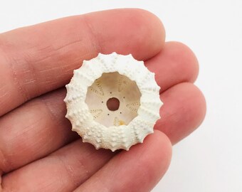 ウニ Coelopleurus exquisitus 28 mm - 希少海洋標本 - 珍品