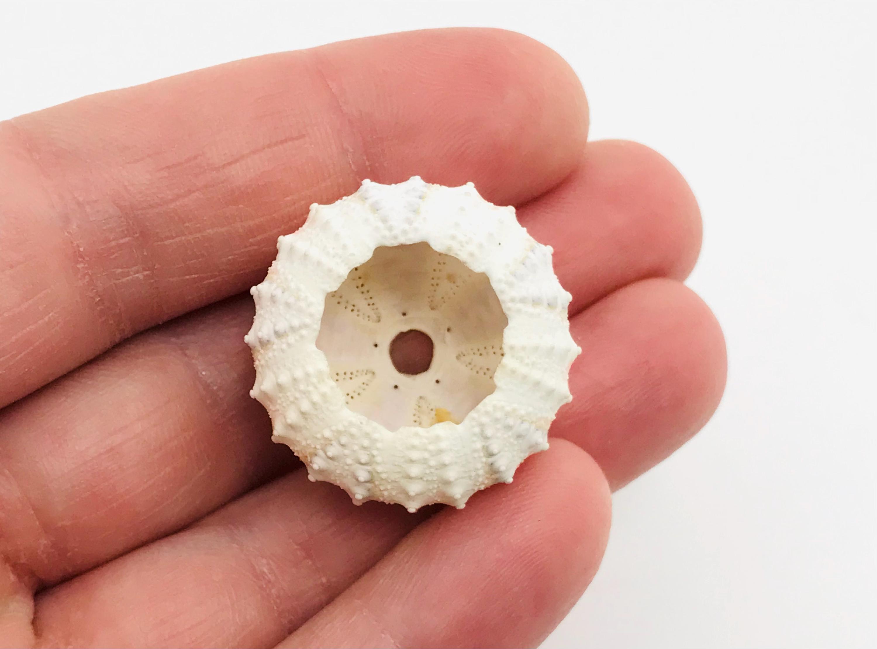 Sea Urchin Coelopleurus Exquisitus 28 Mm - Rare Marine Specimen