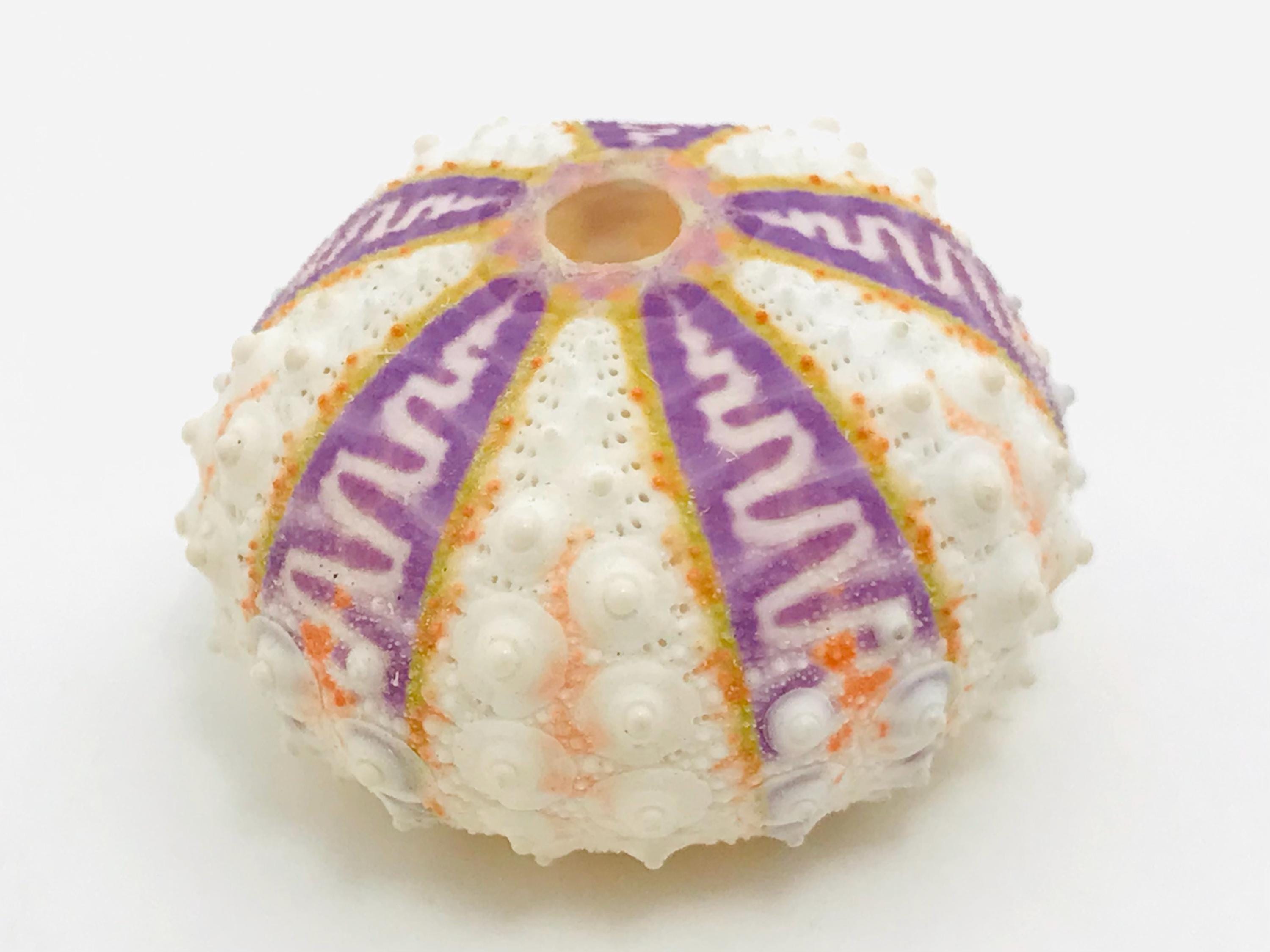 Sea Urchin Coelopleurus Exquisitus 28 Mm - Rare Marine Specimen