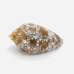 Conus textil - Naturlig snäcka - Kuriosakabinett - Conidae - Inredning - Snäckskalsamling - Gyllene fleece