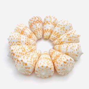 May include: A collection of cone-shaped seashells arranged in a circle. The shells are white with orange-brown spots. The shells are of varying sizes and are displayed against a white background. The shells are a natural product.
