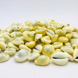 Cowrie shell, cypraea moneta, shell, porcelain, shell bracelet, creative leisure, mosaic, small white shell, yellow shell image 2