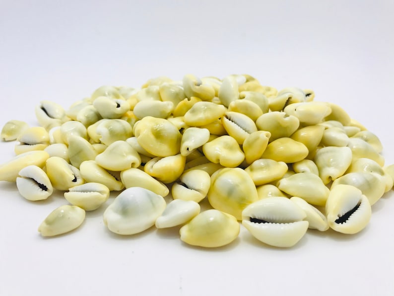 Cowrie shell, cypraea moneta, shell, porcelain, shell bracelet, creative leisure, mosaic, small white shell, yellow shell image 2