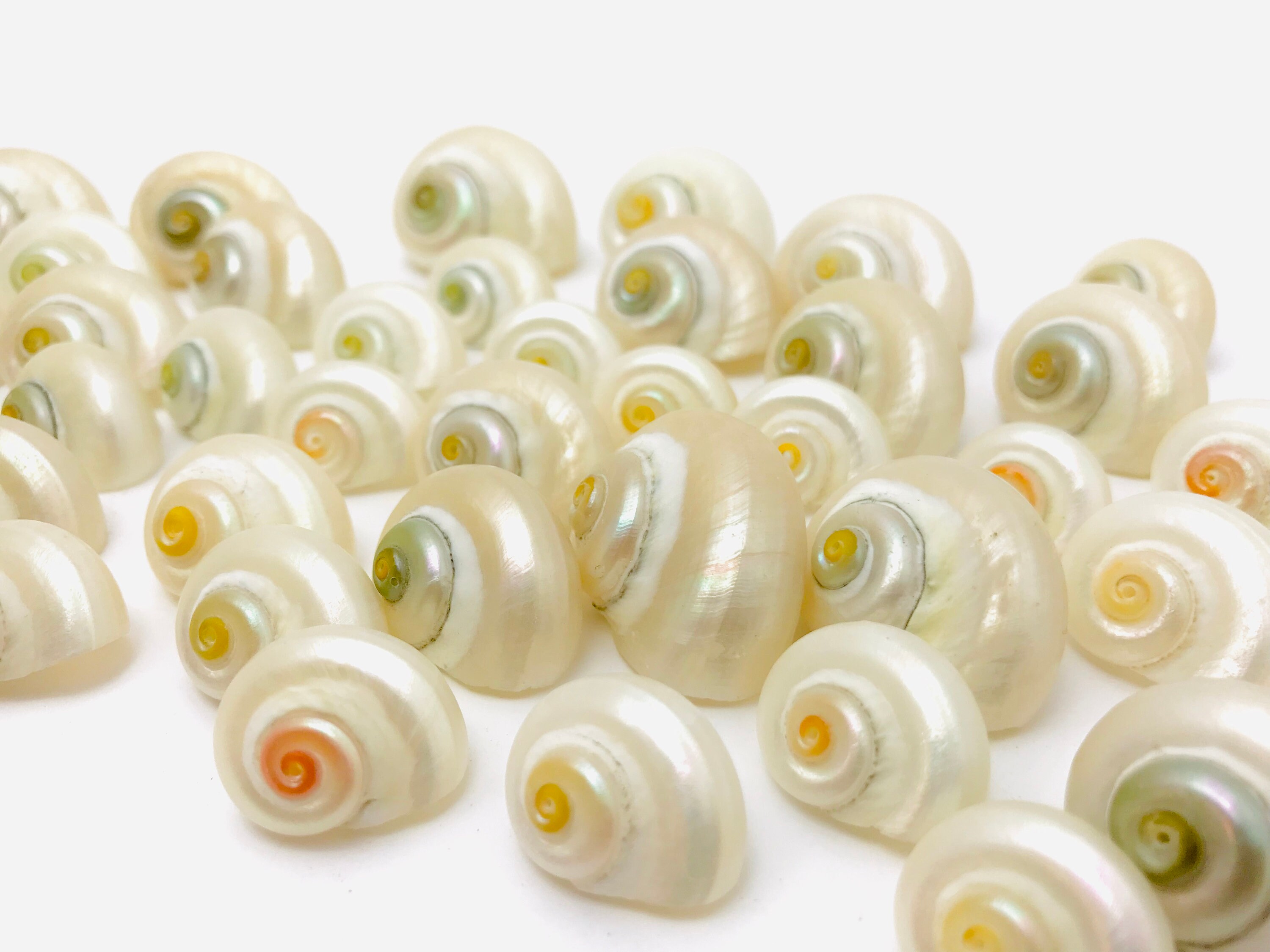Pearly Shell, Turbo Cinerius, Small Shell, Cabinet of Curiosities ...