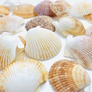 Puede incluir: Una colecci&oacute;n de conchas marinas en varios tonos de blanco, marr&oacute;n y beige. Las conchas est&aacute;n dispuestas sobre una superficie blanca y tienen una variedad de formas y tama&ntilde;os.