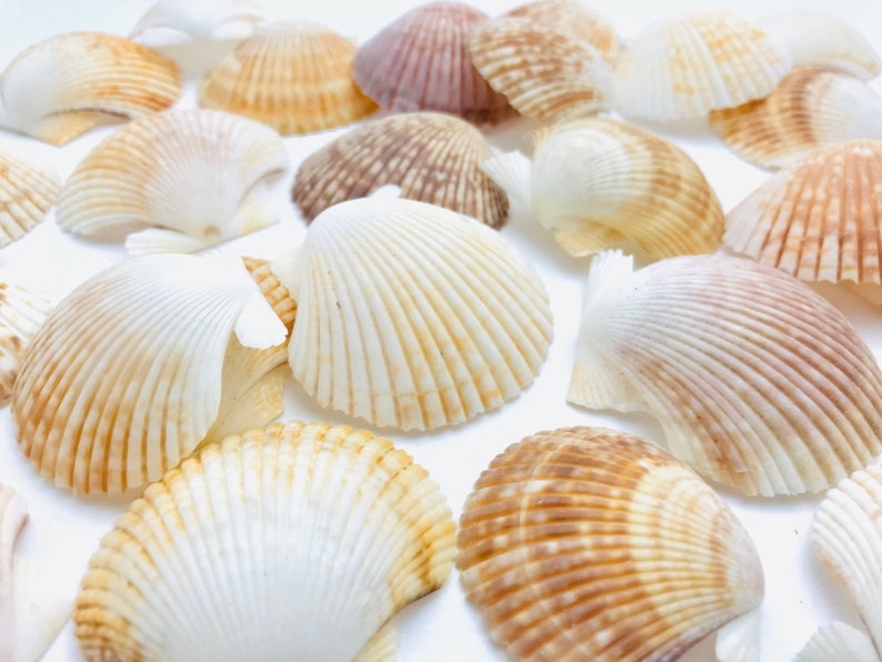 Puede incluir: Una colecci&oacute;n de conchas marinas en varios tonos de blanco, marr&oacute;n y beige. Las conchas est&aacute;n dispuestas sobre una superficie blanca y tienen una variedad de formas y tama&ntilde;os.