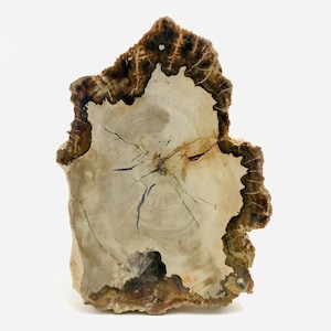 Une tranche impressionnante de bois pétrifié sur un support personnalisé. - Bois fossilisé (Sans prix de réserve