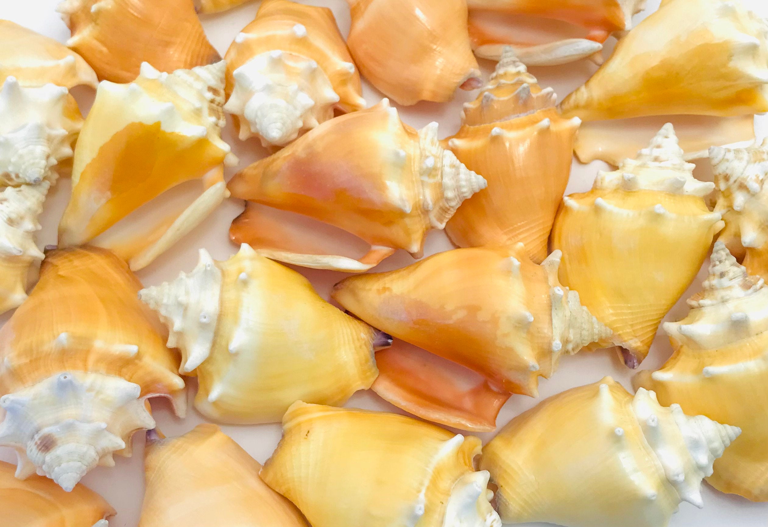 Coquillage 1 Kilo, Strombus Pugilis , Coquillage Orange, Achat Coquillage, Cabinet de Curiosité, Vra