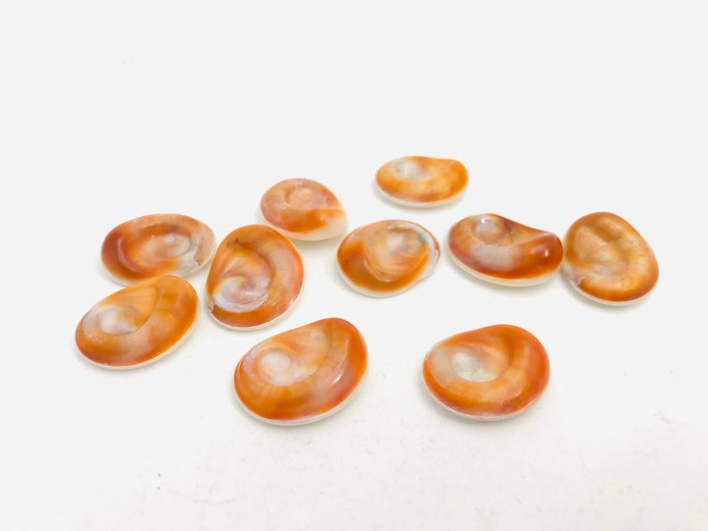 Œil de sainte lucie lot de 10 yeux sainte lucie coquillage Etsy France Œil de sainte lucie lot de 10 yeux sainte lucie coquillage Etsy France