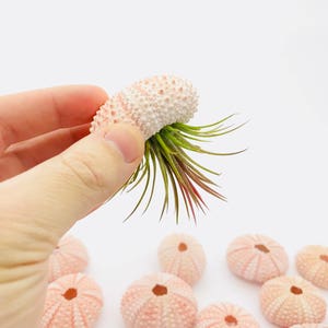 Oursin, oursin rose, sea urchin, sea shell, coquillage, coquillage rose, véritable oursin, taxidermie, plante suspendue, oursin volant image 8