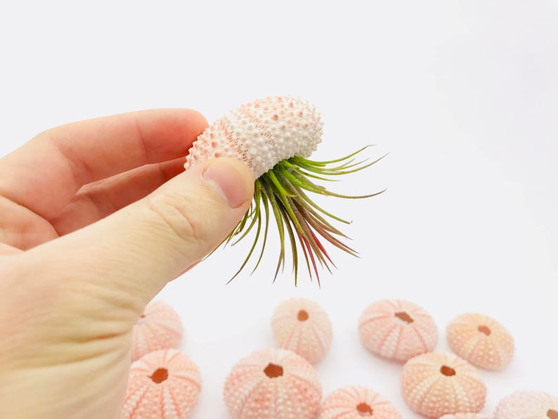 Oursin, oursin rose, sea urchin, sea shell, coquillage, coquillage rose, véritable oursin, taxidermie, plante suspendue, oursin volant image 8