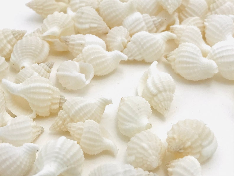 Small Patterned Ridged Shell Small White Seashell, Nassarius Reticulatus, Mini Seashell, Seashell ...
