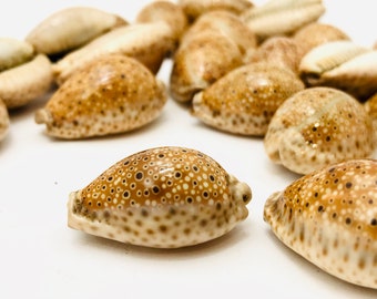 il_340x270.1740180325_gykh.jpg