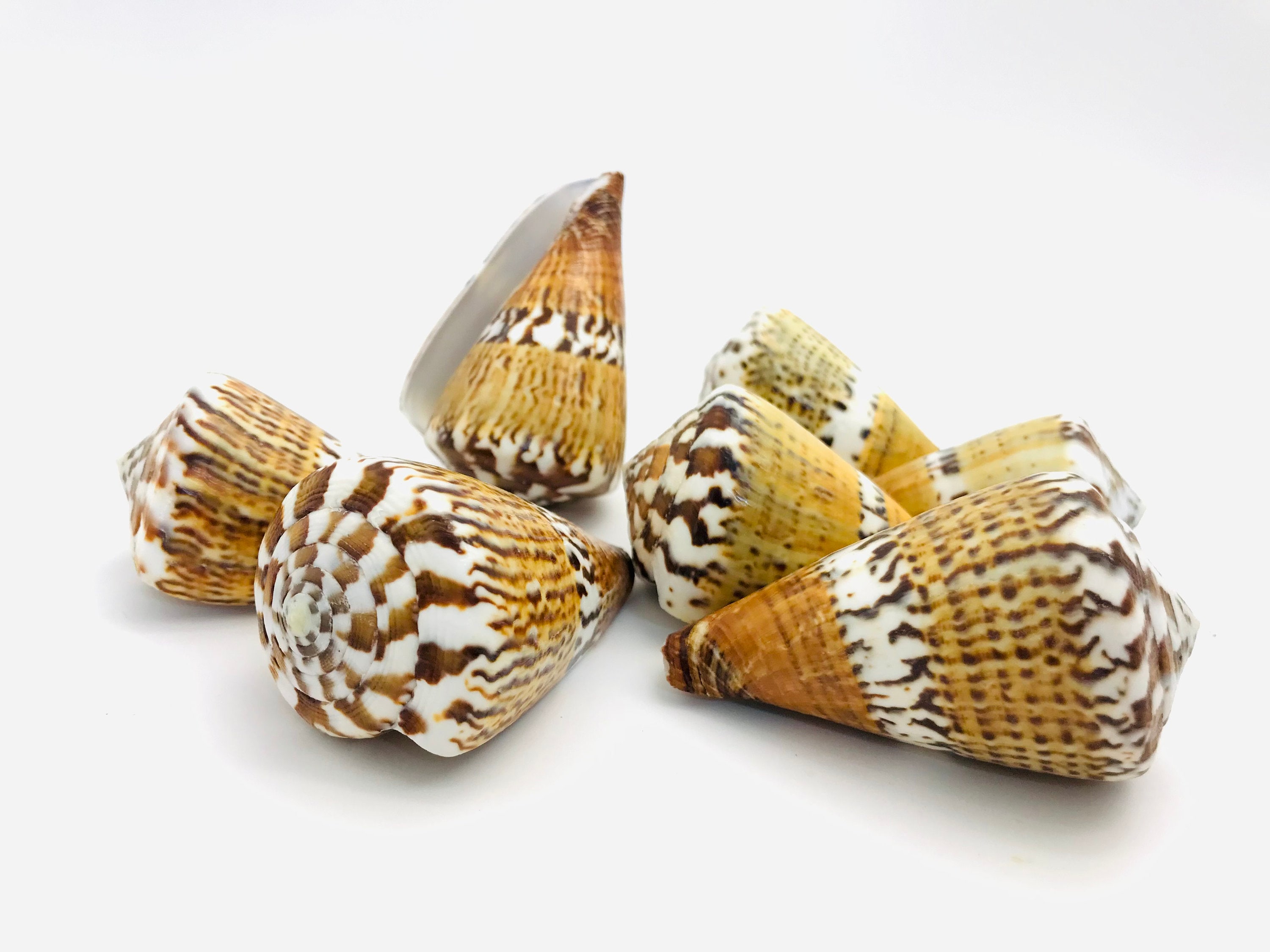 Conus Capitaneus, Cone Shell, Cabinet of Curiosities, Collector's Shell ...