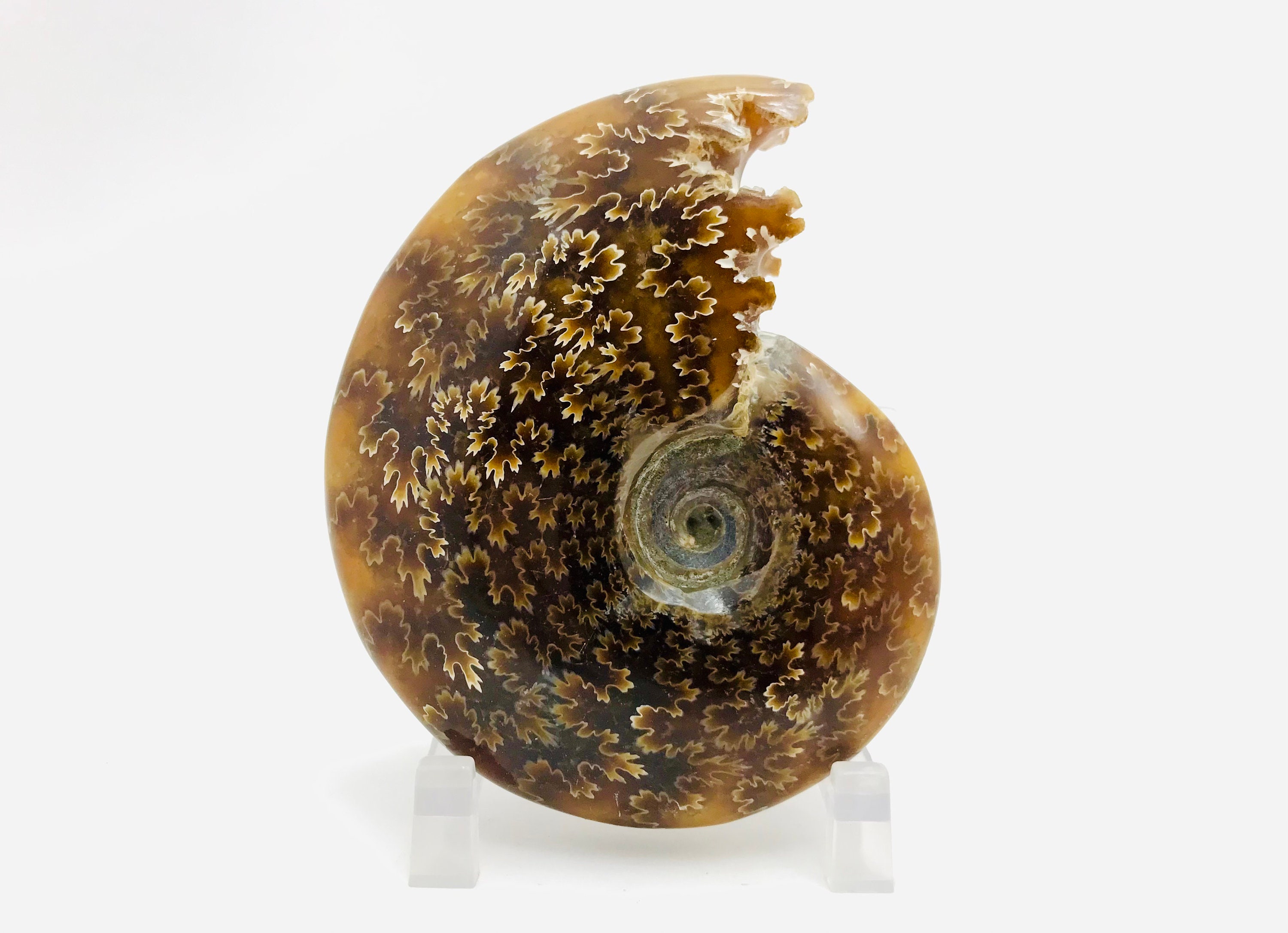 Ammonite, Fossile, Ammonite Cleoniceras, Cabinet de Curiosité, Fougère, Aquascaping, Décoration Terr