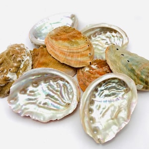 Peut inclure: Une collection de coquilles d'ormeaux dans différentes nuances de brun, blanc et vert iridescent. Les coquilles ont un intérieur lisse et nacré et un extérieur plus rugueux.