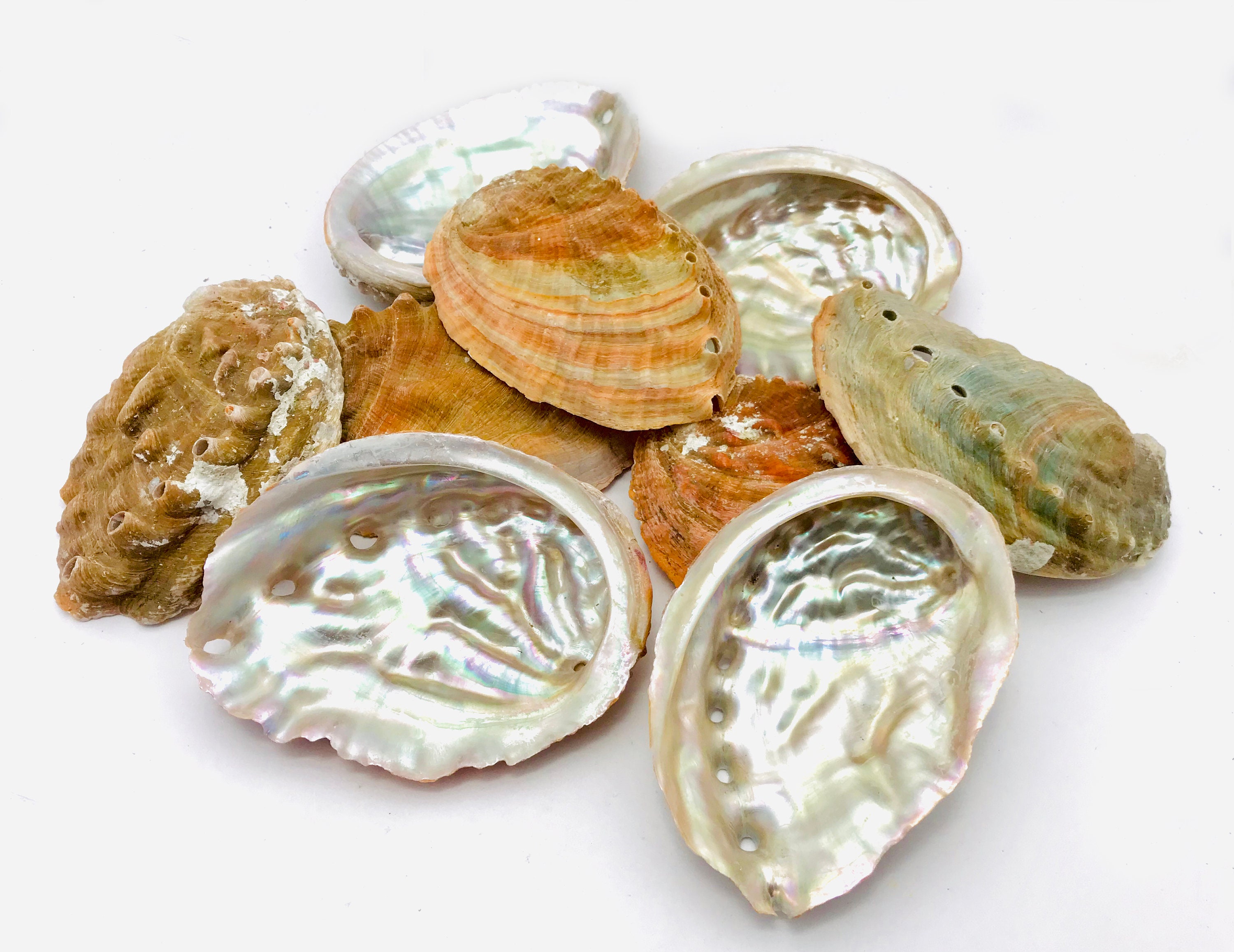 Haliotis, Haliotis Kamtschatkana, Abalone, Ormeau, Coquillage, Nacre, Coquillage Nacré, Abalone Roug