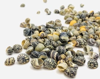 Nerite, nerita, small shell, mini shell, shell, curiosity cabinet, striped shell, black shell, jewelry shell