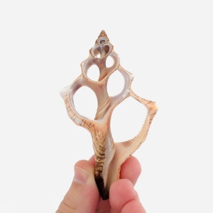 May include: A brown and white seashell with a unique, intricate design. The shell has multiple openings and a spiral shape.