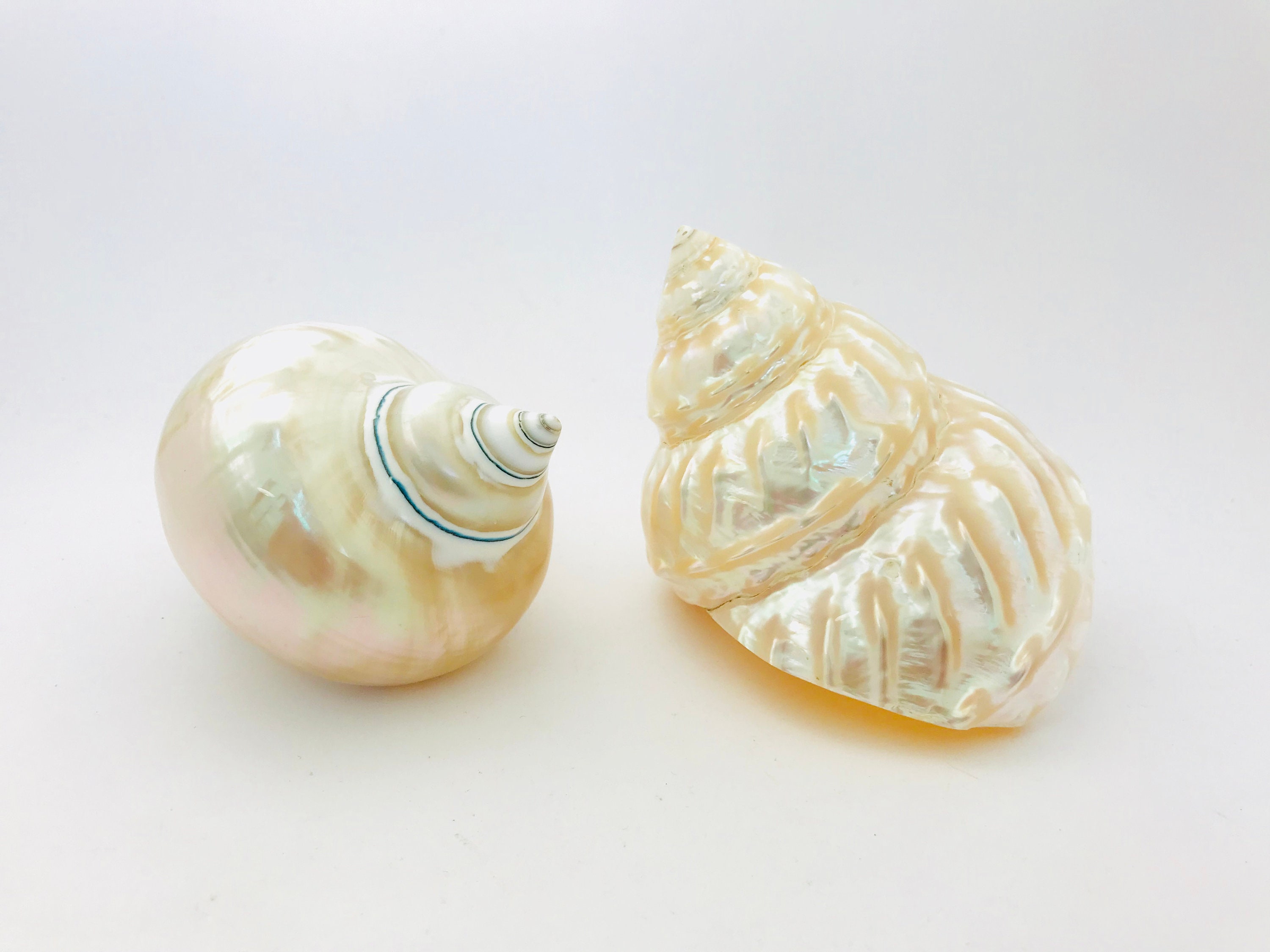 Coquillage Nacré, 2 Pcs, Xxl, Turbo, Astrea, Nacre, Grand Coquillage, Véritable Turbo Cabinet de Cur