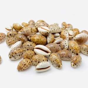 Cypraea lynx, kauri, schelp, rariteitenkabinet, kauri-schelp, verzamelschelp, cypraea-schelp, kleine schelp