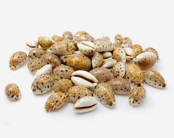 Peut inclure: Un tas de coquillages de cauris brun et blanc sur un fond blanc. Les coquillages sont de forme ovale et ont une finition lisse et brillante.