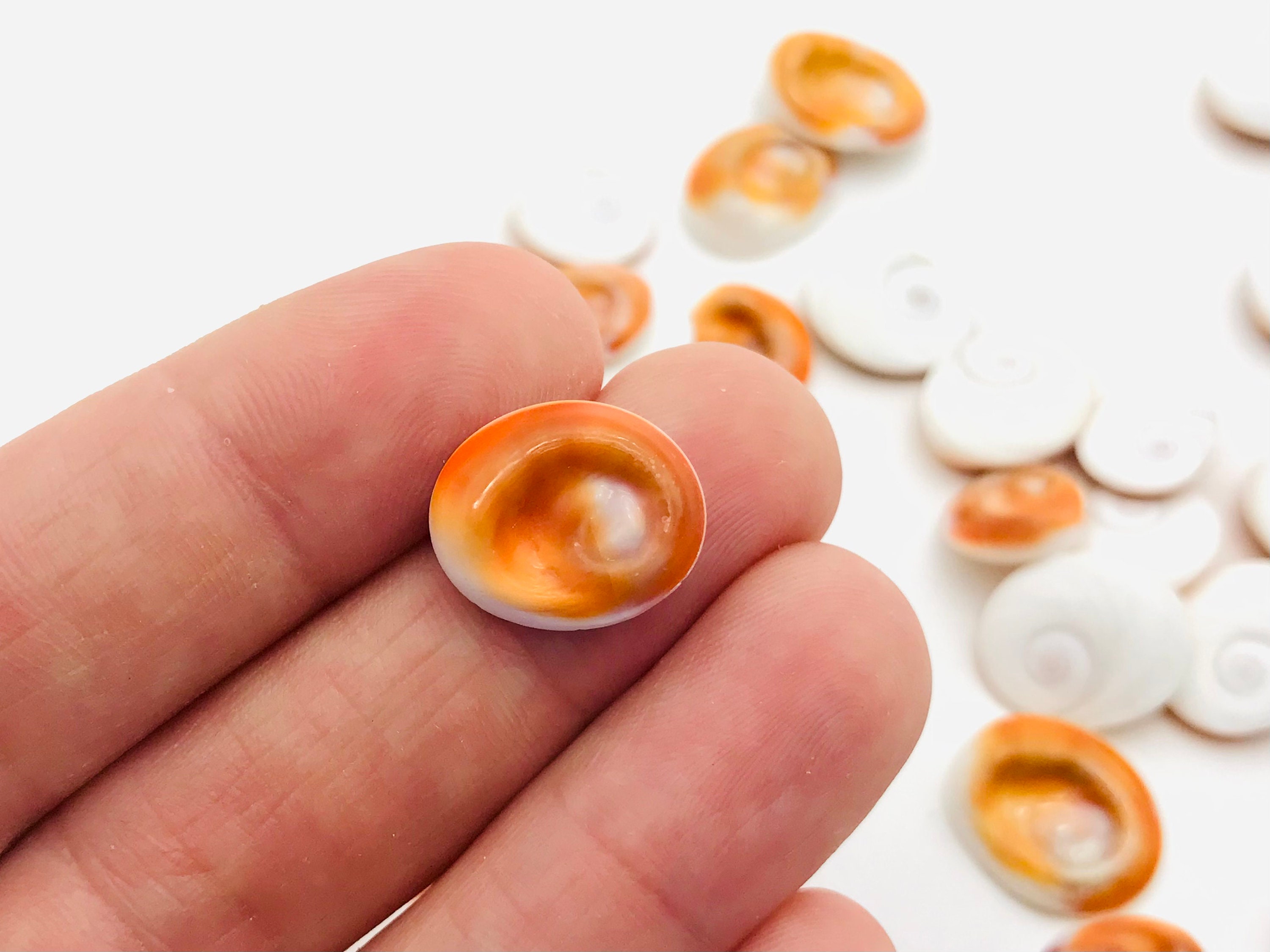 Saint Lucia's Eye, Saint Lucia's Eyes, Seashell, Jewelry Seashell