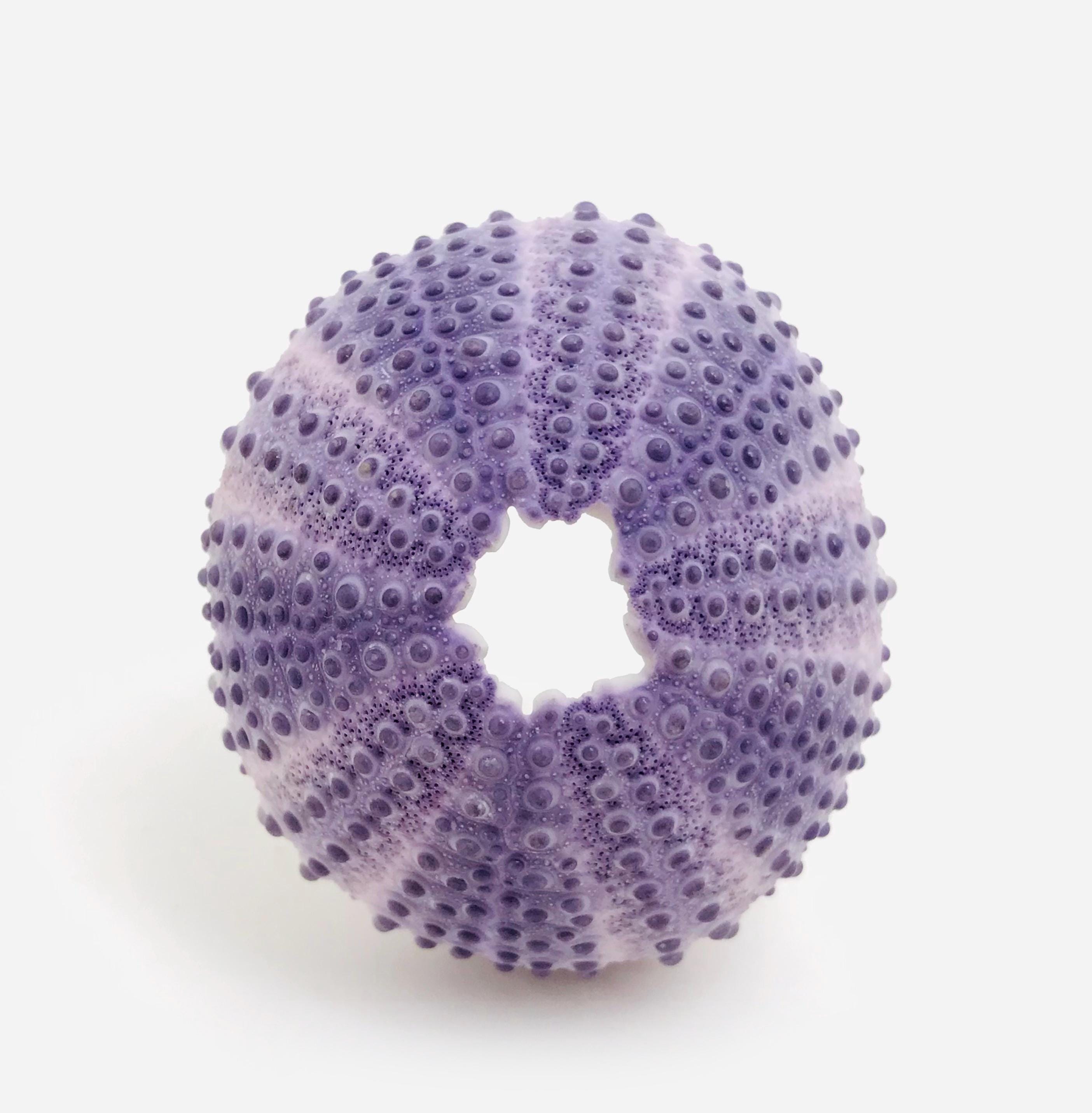 【おすすめ】 Colobocentrotus Urchin, Sea Atratus, Shell Urchin Sea 小物・アクセサリー