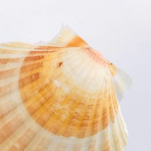 Porte-serviette Mural En Céramique – Coquillage Pétoncle, Déco Marine, Artiste Signé