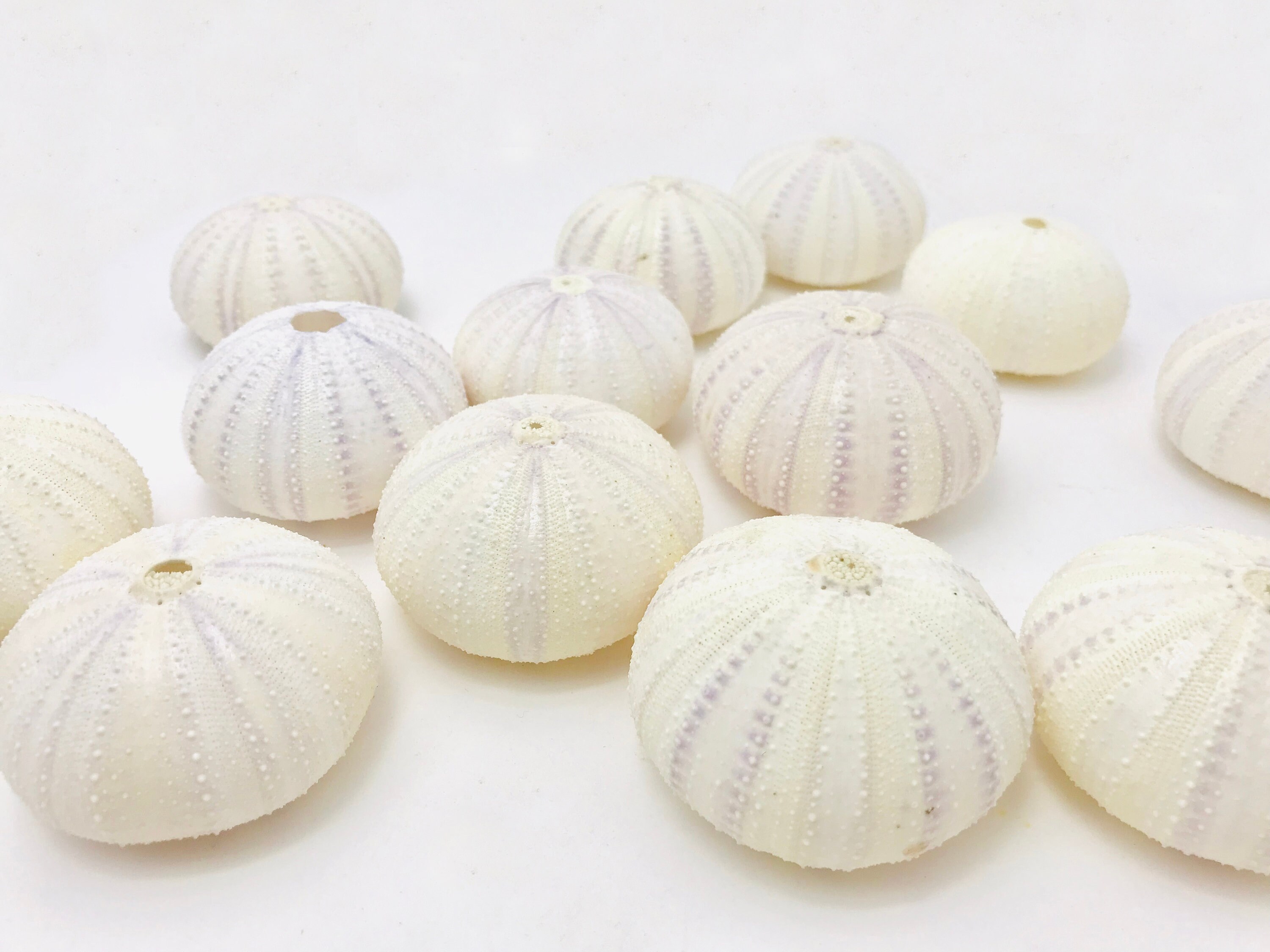 Oursin Blanc, Cabinet de Curiosité, Test d'oursin, Coquillage Sea Urchin Shell, Taxidermie, Méduse, 