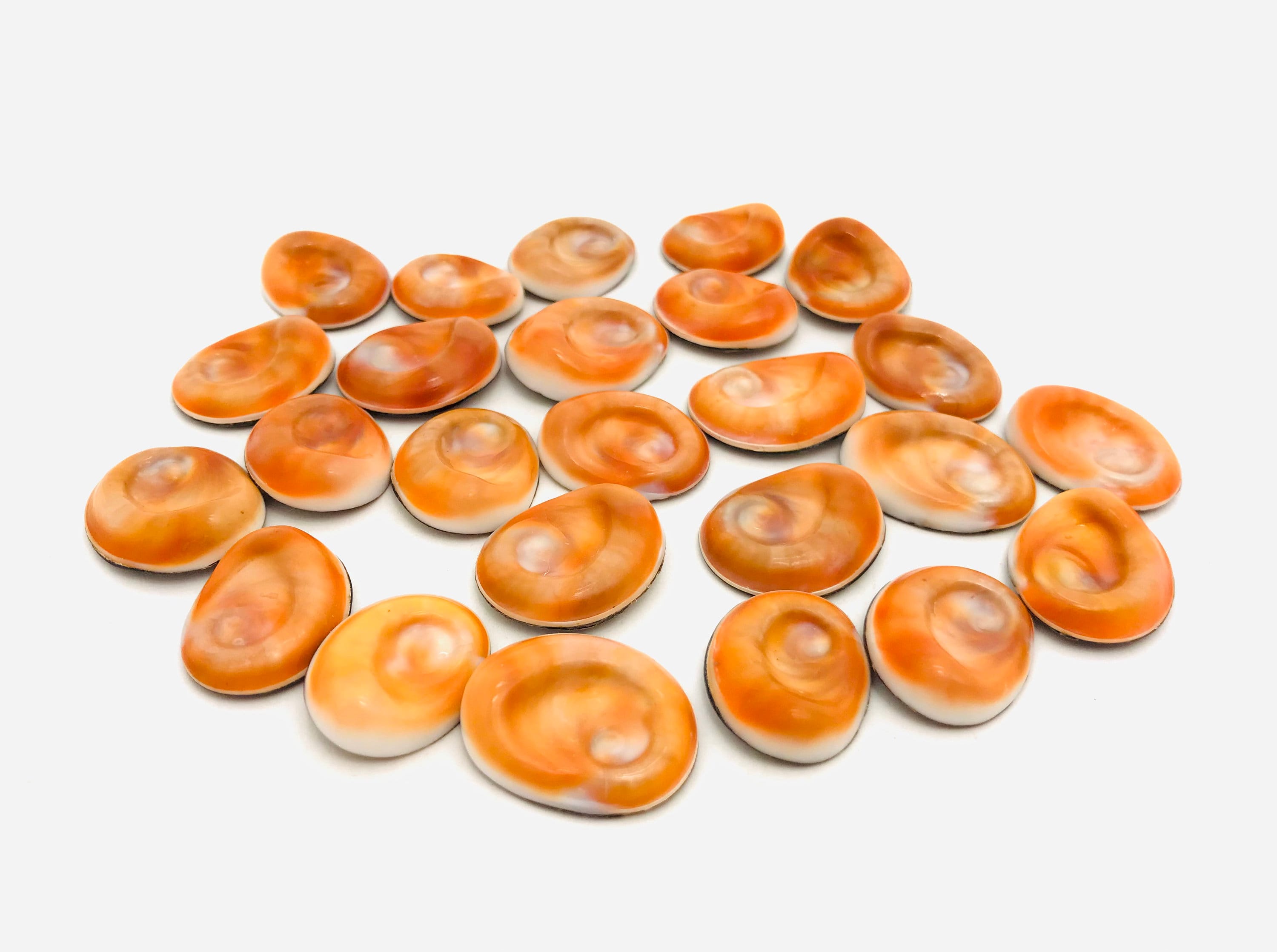 Lot 25 Saint Lucia Eyes, Jewelry Shells, Saint Lucia Eye, Shell