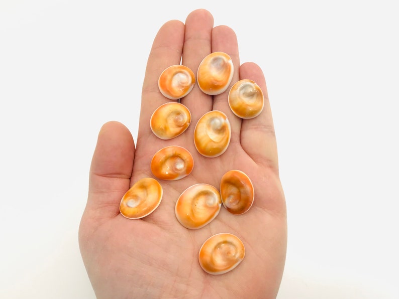 Œil de sainte lucie lot de 10 yeux sainte lucie coquillage Etsy France Œil de sainte lucie lot de 10 yeux sainte lucie coquillage Etsy France