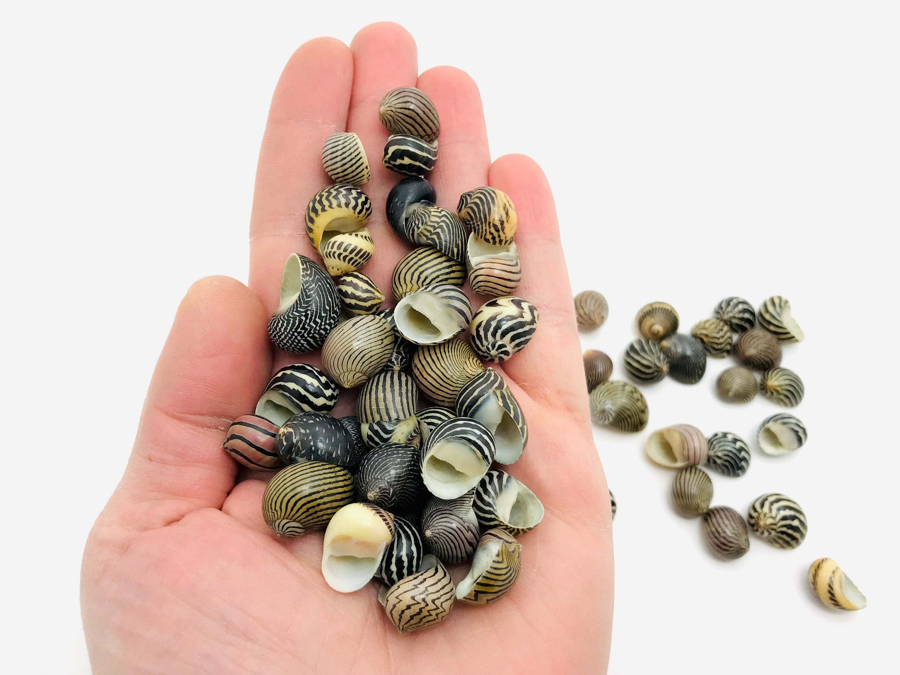 Small Striped Shells, Neritina, Curiosity Leisure, Zebra Etsy Collectible Cabinet, Shells Nerite Creative Shell, Shell - for