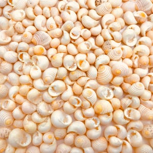 Pode incluir: Uma coleção de pequenas conchas brancas com um brilho perolado ligeiro. As conchas estão dispostas em um padrão aleatório, criando um fundo texturizado e orgânico.