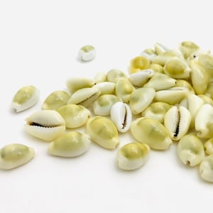 Cypraea moneta, mini shell, cowrie, porcelain, shell bracelet jewelry, creative leisure, small yellow shell, shell collection