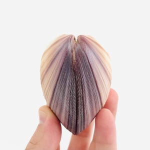 Conchiglia grande, Venus maxima, gabinetto delle curiosità, collezione di conchiglie di grandi dimensioni, bivalve, curiosità, conchiglia viola, conchiglia a cuore