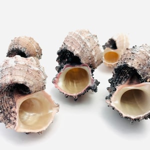 Peut inclure: Un groupe de cinq coquillages de couleur brune, blanche et rose. Les coquillages sont ouverts et ont un intérieur lisse et brillant.