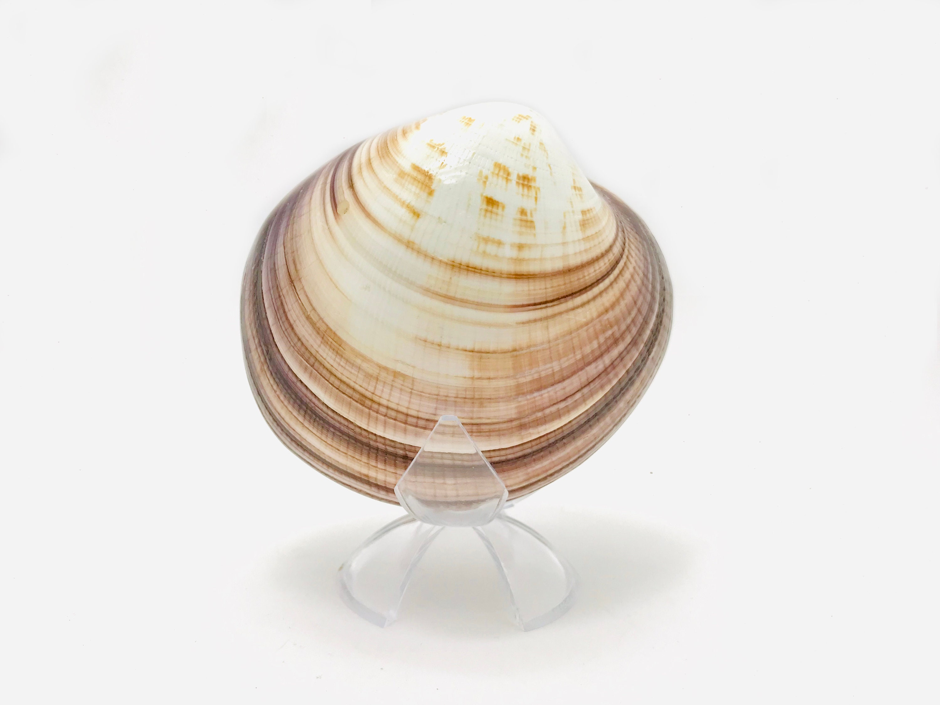 Venus Maxima, Cabinet de Curiosité, Grand Coquillage, Énorme Bivalve, Coquillage Sous Verre, Gros Co