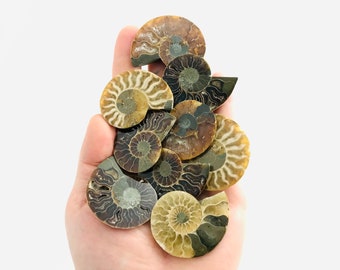 Tranche ammonite fossile, petites ammonites Madagascar, cabinet de curiosité, lithothérapie, coquillage fossile, ésotérisme, minéraux