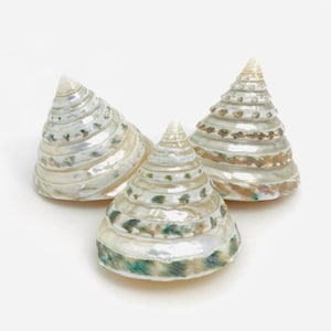 Könnte beinhalten: Drei konische Muscheln mit einer perlmuttartigen, irisierenden Oberfläche. Jede Muschel weist eine Spiralstruktur mit ausgeprägten Rippen und Bändern in gedeckten Grün-, Beige- und Weißtönen auf. Die Muscheln haben eine glatte, glänzende Textur.