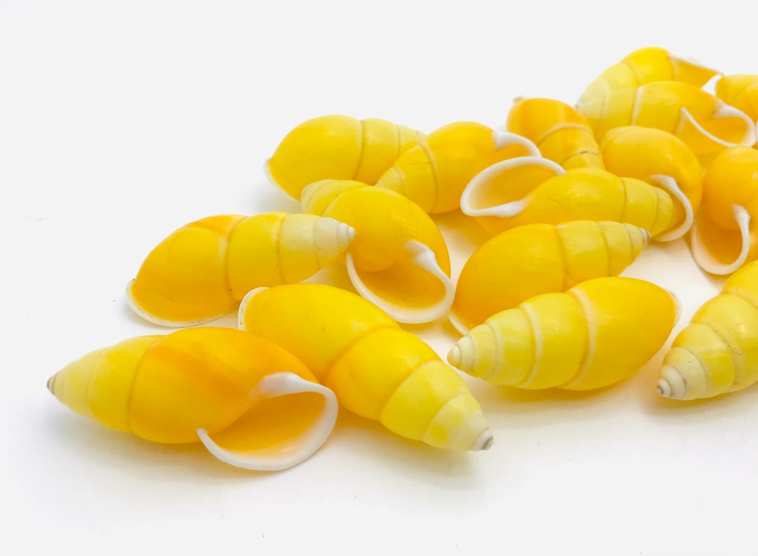 Yellow Shells, Curiosity Cabinet, Small Exotic Shells, Yellow ...