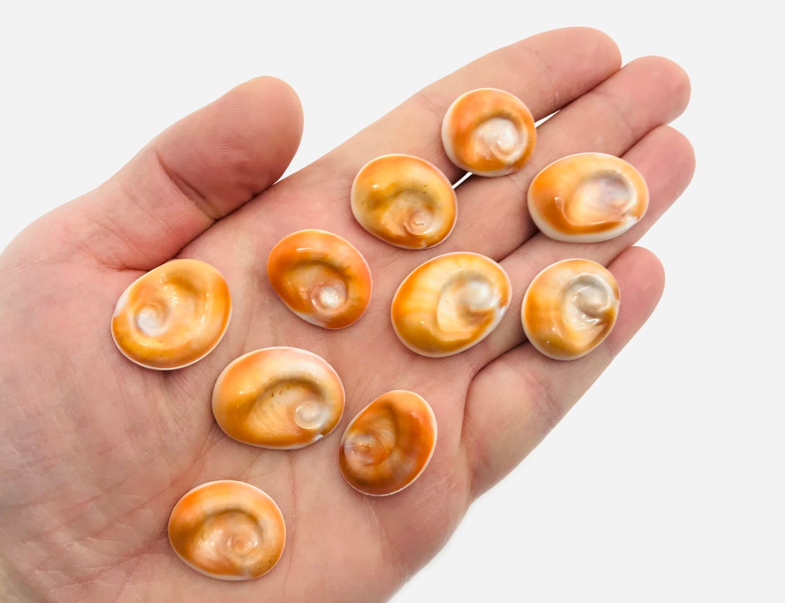 Œil de sainte lucie lot de 10 yeux sainte lucie coquillage - Etsy France