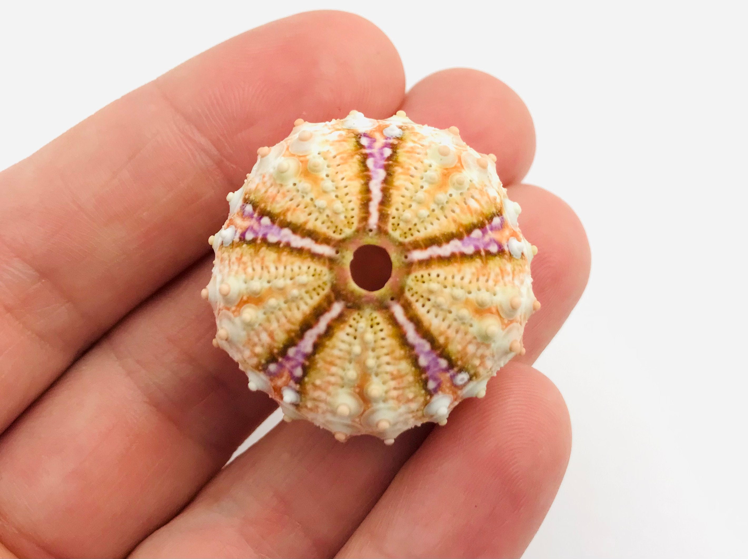 Coelopleurus Maillardi, Oursin, Test Petit Oursin Violet, Coquillage, Cabinet de Curiosité, Squelett